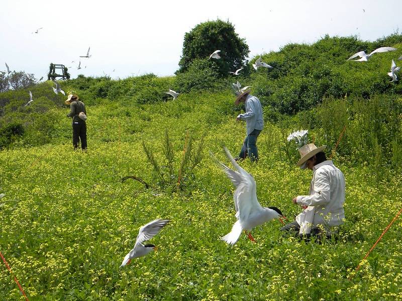 By Sarah Nystrom/United States Fish and Wildlife Service; Public Domain
